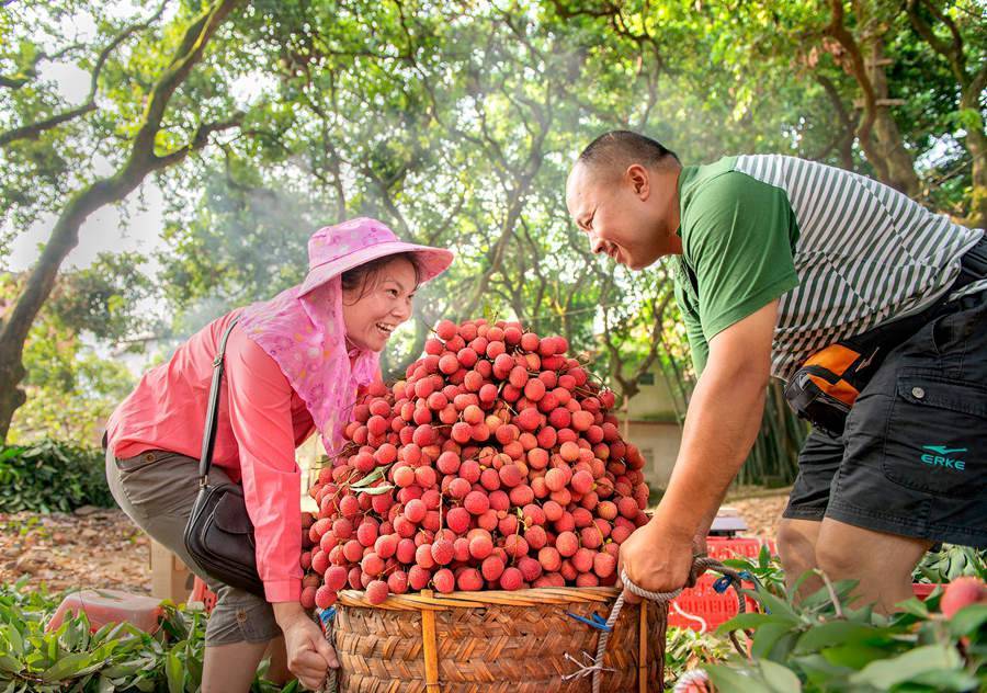 福建永春:荔枝挂满枝 果农丰收忙