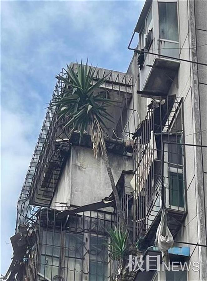 武汉一房屋空置6年，阳台上竟长出2棵大树！休闲区蓝鸢梦想 - Www.slyday.coM