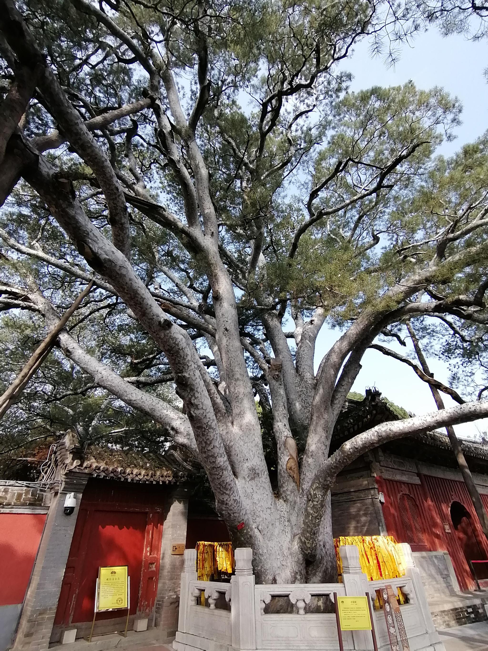 北京的大西山,藏着这些存世千年的"树妖"