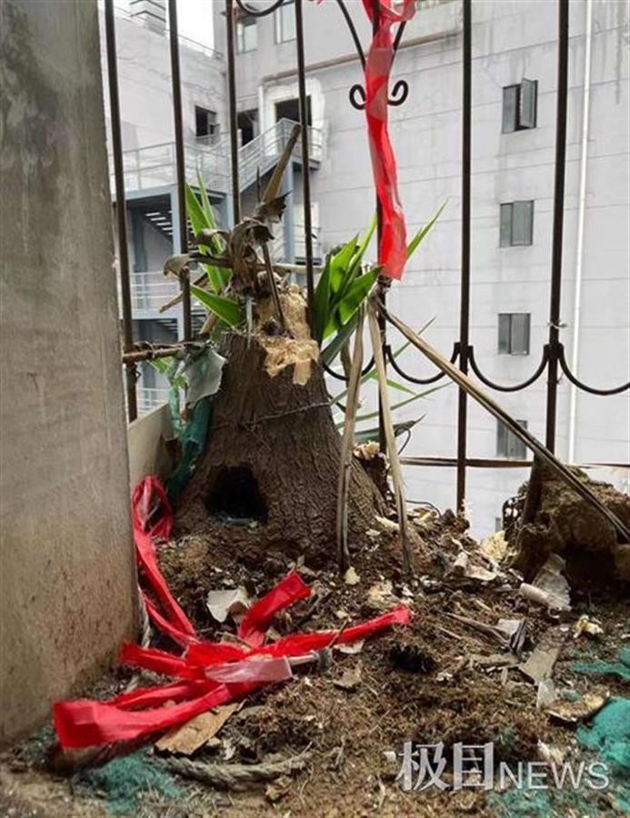 武汉一房屋空置6年，阳台上竟长出2棵大树！休闲区蓝鸢梦想 - Www.slyday.coM