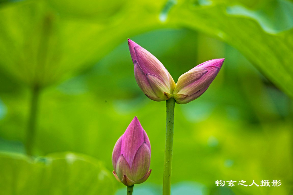 奇观----济南大明湖惊现并蒂荷花