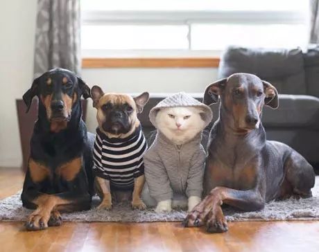 两个狗小弟猫老大舔毛的样子太逗了! 可以说是大哥范儿十足了!