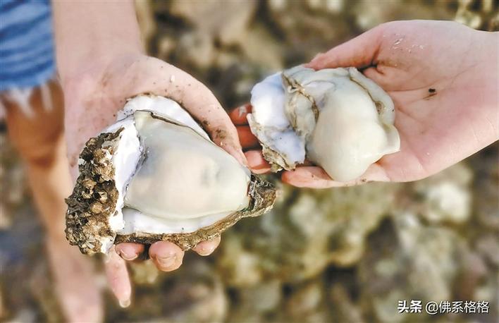 深圳湾海滩捡生蚝?网友:使不得!