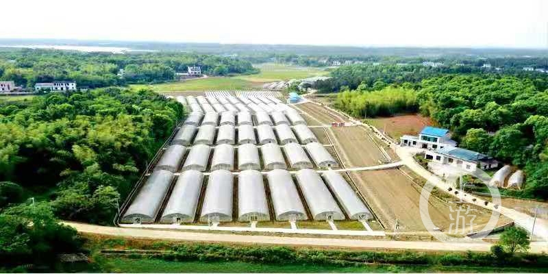 一斤辣椒200元天价辣椒产地岳阳樟树港获评湖南特色产业小镇