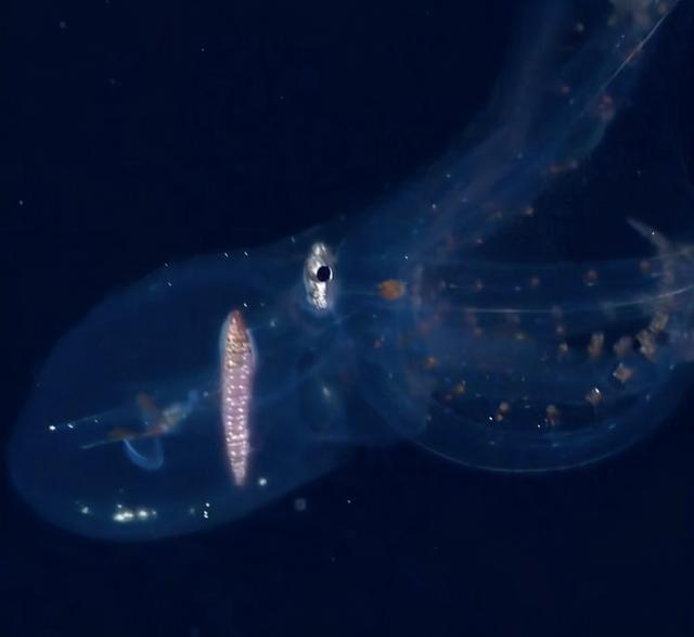 国外海洋科学家拍到极罕见的玻璃鱿鱼除消化道和眼神经浑身透明