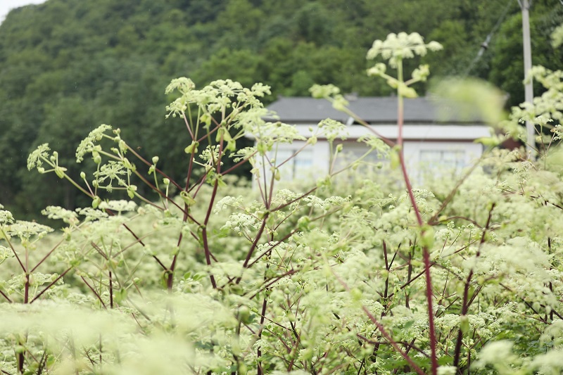 乡村振兴镇能量巫溪万古村独活推动共富
