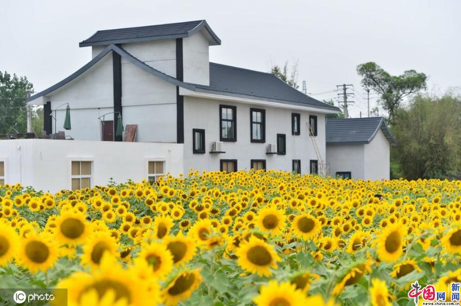 四川成都40亩向日葵景点花海绽放市民打卡刷爆朋友圈