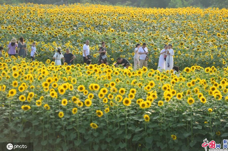 四川成都40亩向日葵景点花海绽放市民打卡刷爆朋友圈