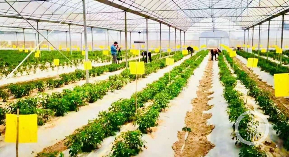 樟树港辣椒种植基地.