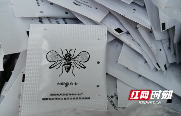 以虫治虫:衡阳南岳区释放赤眼蜂卵卡防治松毛虫