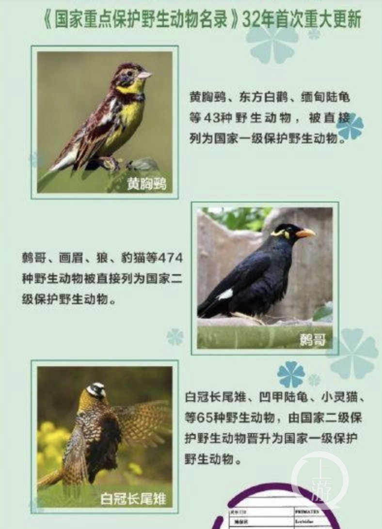 二级鸟类保护名录图片图片