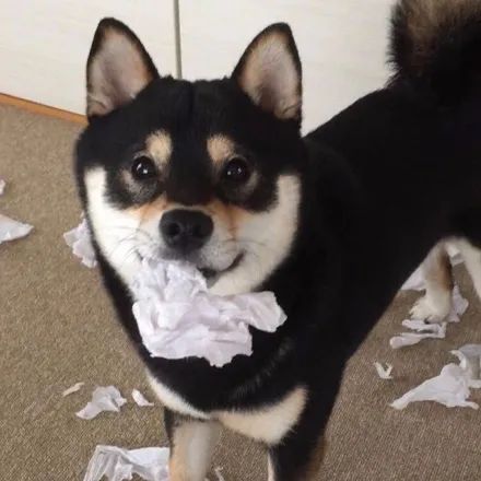 阿柴在家撕了一地的纸巾,但它这个表情,让人很难骂下去!