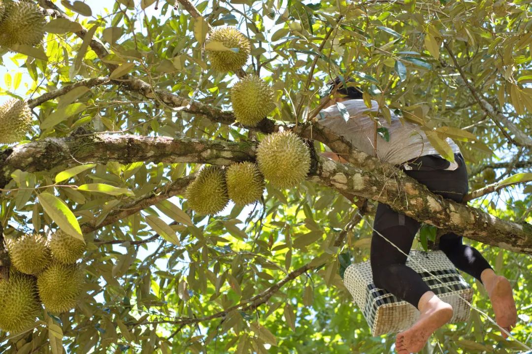 摘下来和掉下来的榴莲味道会不一样吗