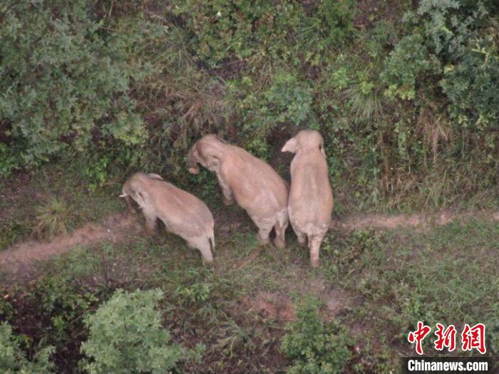 图为监测到的象群。 云南省森林消防总队提供