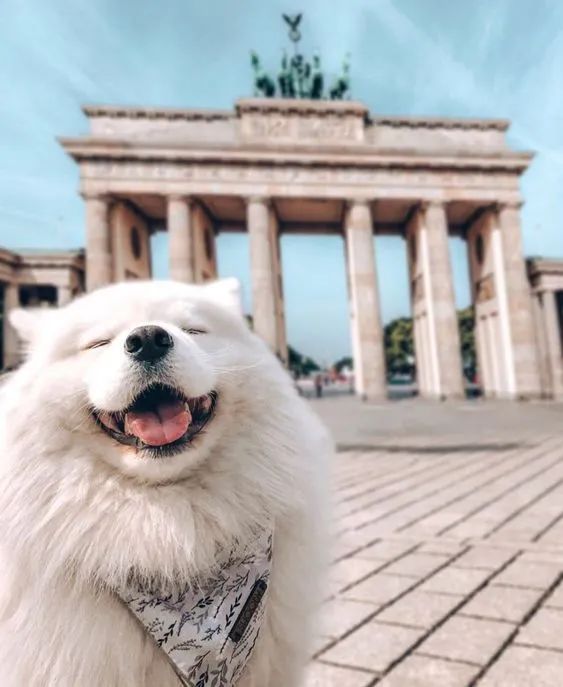 快乐狗勾耶耶小天使!对这种毛茸茸毫无抵抗力!