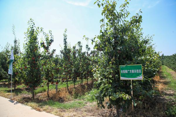 胡龙飞负责的MAP经济作物农场