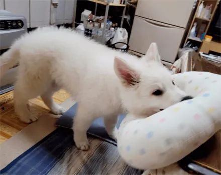 纯白雪哈和德牧生下了宝宝,可没想到才5个月大,狗子身体就长疯了!