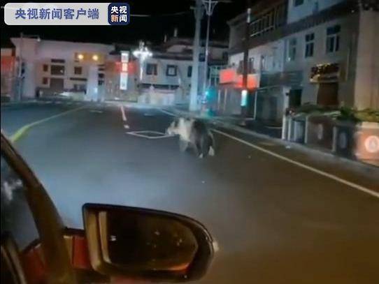 熊出没！四川石渠棕熊凌晨压马路休闲区蓝鸢梦想 - Www.slyday.coM