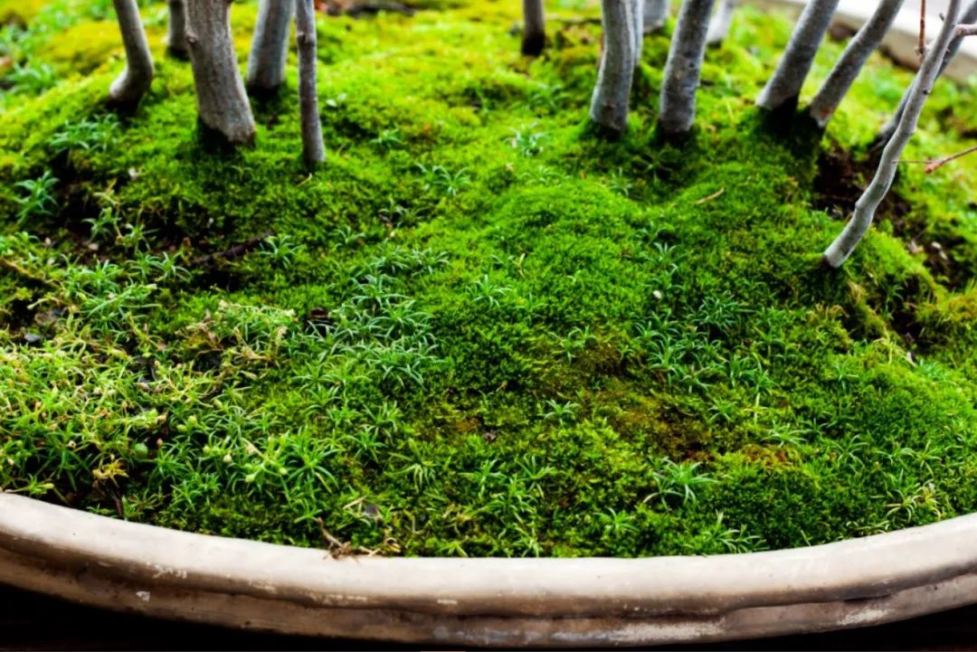 并经常喷水保持苔藓生长环境湿润