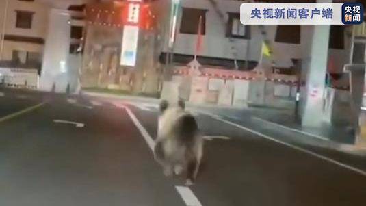 熊出没！四川石渠棕熊凌晨压马路休闲区蓝鸢梦想 - Www.slyday.coM