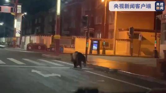 熊出没！四川石渠棕熊凌晨压马路休闲区蓝鸢梦想 - Www.slyday.coM