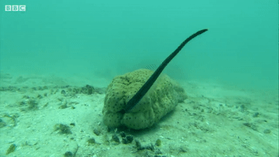 一旦隐鱼找到进攻机会,它就要做出一个动物界最艰难的决定——是头先