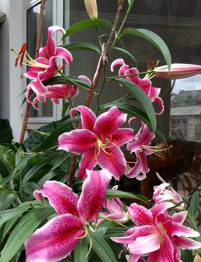 百合花的4个养护技巧 花型美花朵多 今年开了明年又开 百合花 新浪新闻