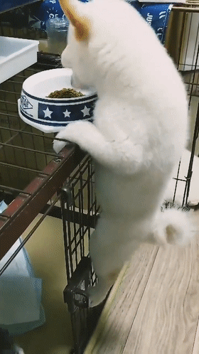 都无法阻挡一颗想干饭的心无论多么困难01