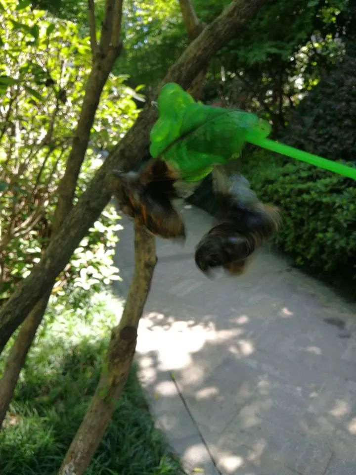 杭州一棵树上密密麻麻趴着50多只知了工作人员别心疼抓就是了