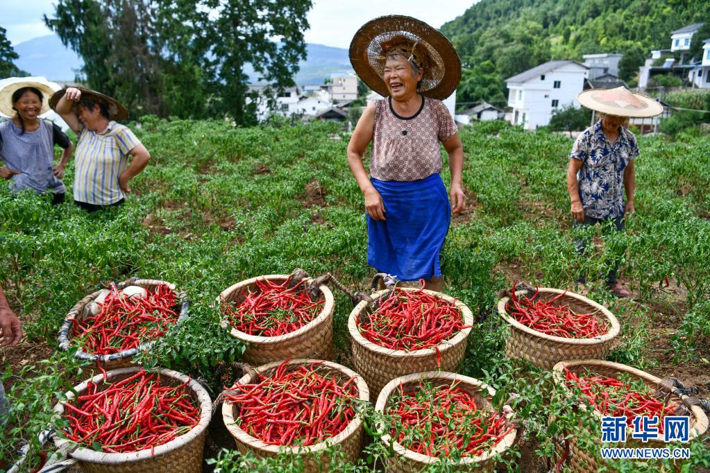 　　贵州省思南县塘头镇青杠坝村的村民在采摘用作生产糟辣椒的鲜辣椒（2020年8月12日摄） 。新华社记者 杨文斌 摄