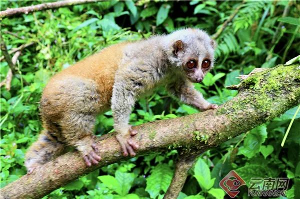 數量極其稀少,已被列入中國《國家重點保護野生動物名錄》Ⅰ級保護