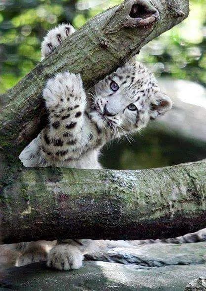 猫科颜值天花板雪豹宝宝暗中观察太可爱了