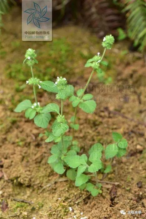 性味功效《全国中草药汇编》辛,苦,凉.疏风清热,解毒止痢,止血.