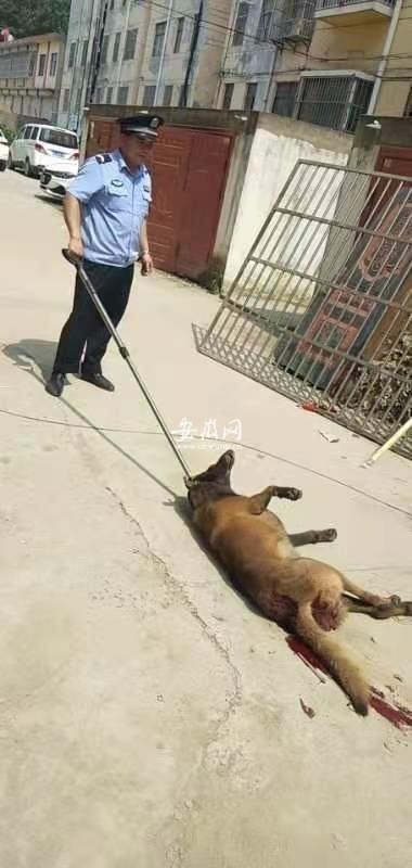 恶狗咬伤两人 泗县民警果断将其击毙