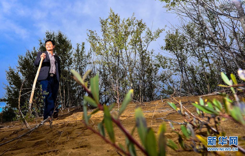在青海省贵南县森多乡，生态管护员吉本加在巡查黄沙头防风林（2013年9月10日摄）。新华社记者 吴刚 摄
