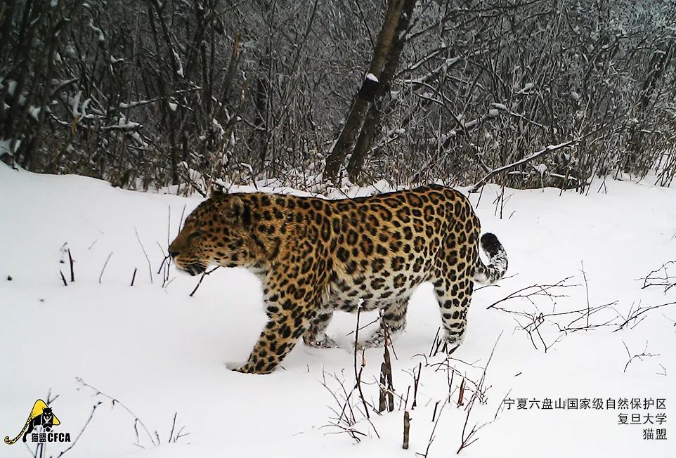 六盘山拍到一只胖豹子这是好事儿么