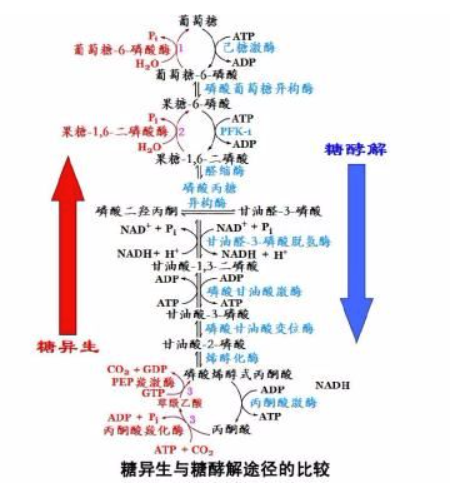 糖异生过程,图片来源 wikimedia