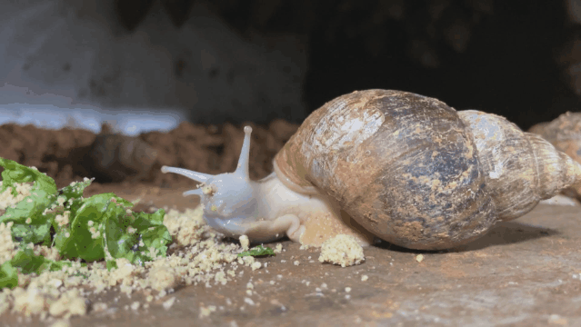 乐山一对90后小夫妻,家中养了上万只蜗牛|90后|李文强|蜗牛_新浪新闻