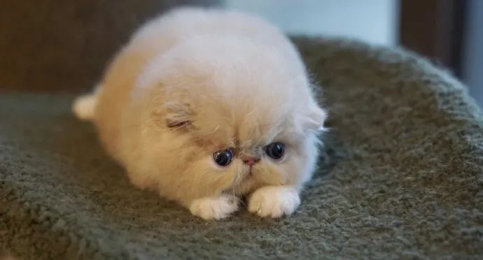 救命我真的好爱扁脸猫咪!不太聪明的样子,憨厚可爱!