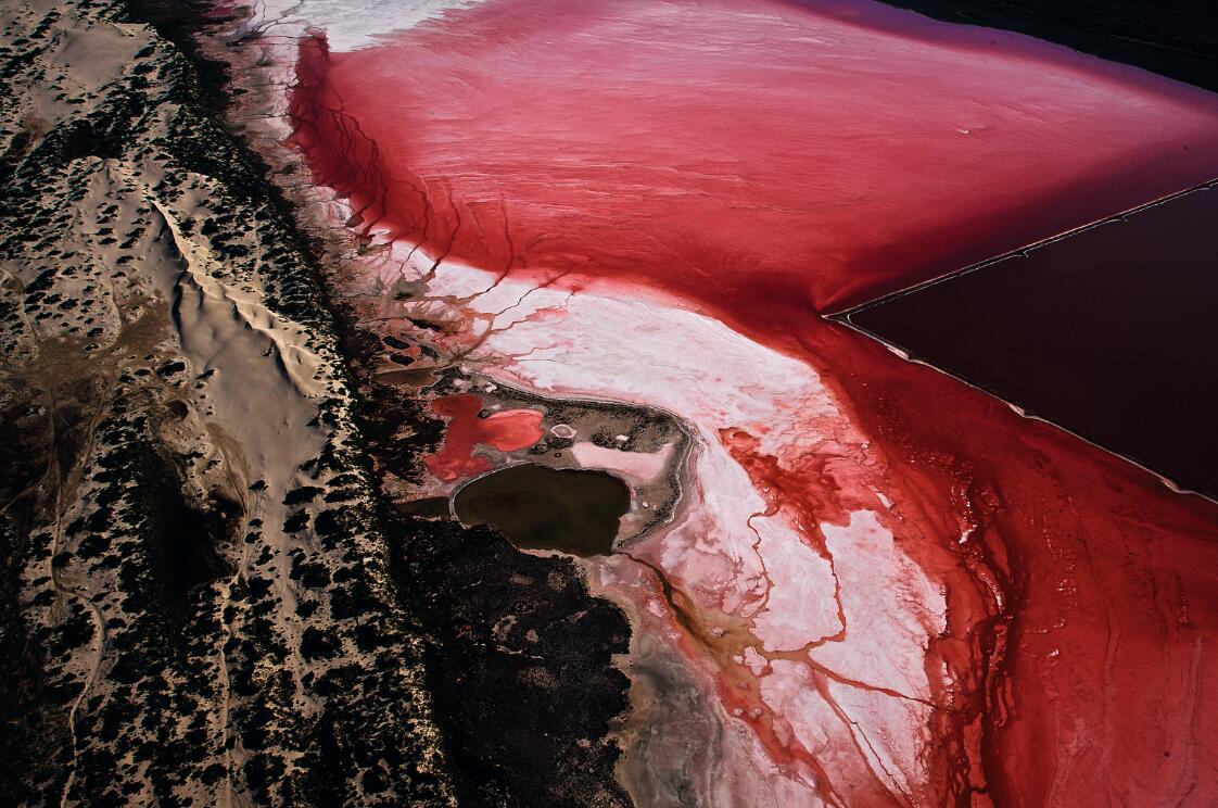 澳大利亚赫特潟湖养殖的红色海藻