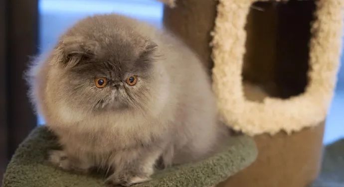 救命我真的好爱扁脸猫咪!不太聪明的样子,憨厚可爱!