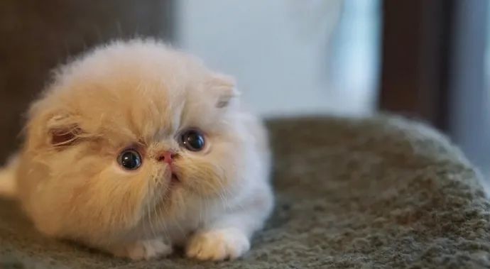 救命我真的好爱扁脸猫咪!不太聪明的样子,憨厚可爱!