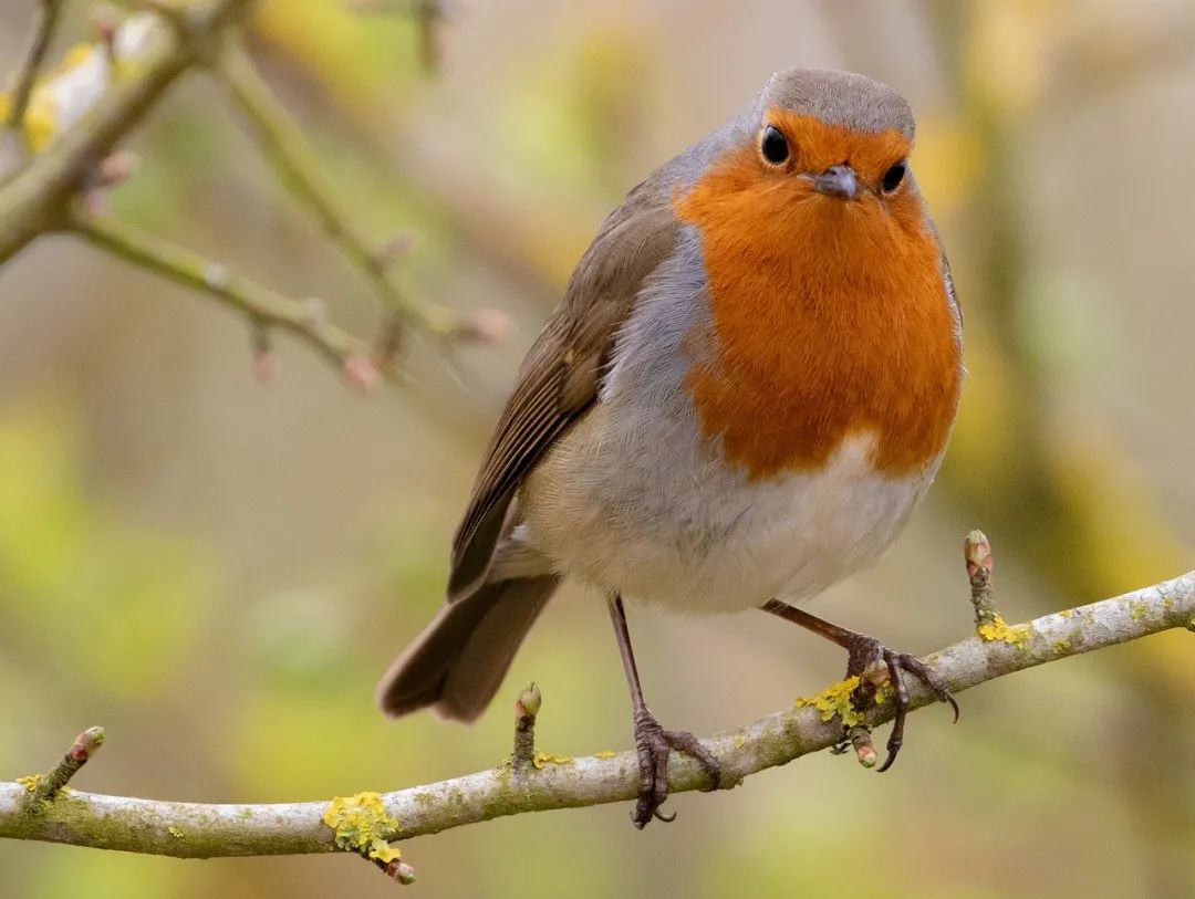 欧亚鸲 | pixabay奇怪的是,知更鸟并非英国独有,在整个欧洲地区乃至
