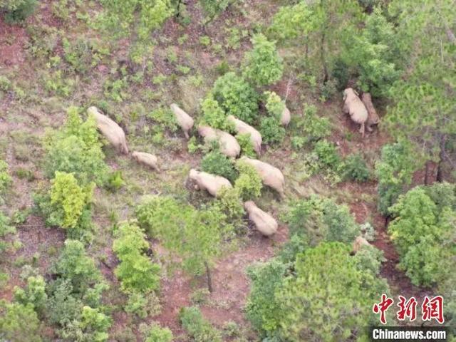 云南北迁大象造成的经济财产损失怎么办 谁来承担谁来赔?