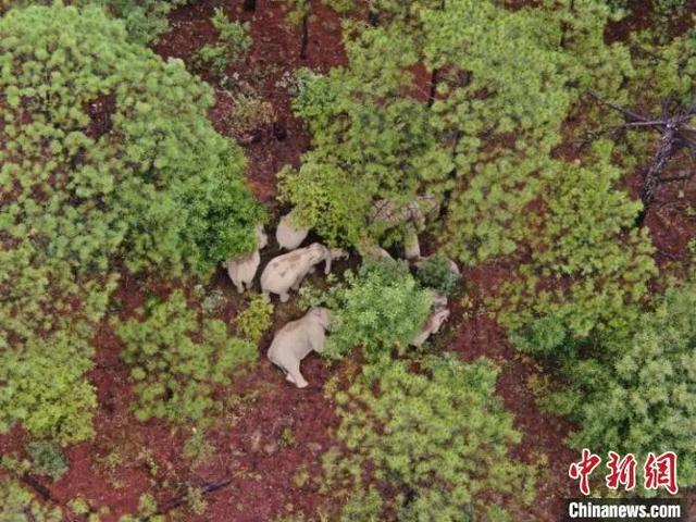 云南北迁大象造成的经济财产损失怎么办 谁来承担谁来赔?