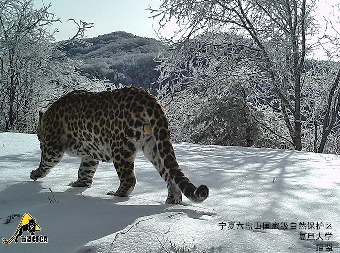 六盘山拍到一只胖豹子这是好事儿么