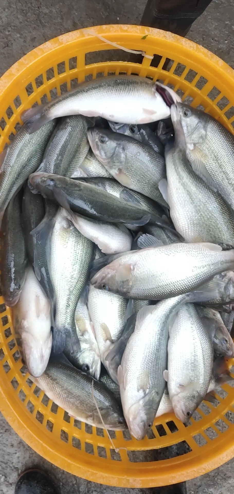 塘主塌定流通商加价抢鱼！生鱼急剧飙升最高涨1.4元！鳜鱼、加州鲈全线回落休闲区蓝鸢梦想 - Www.slyday.coM