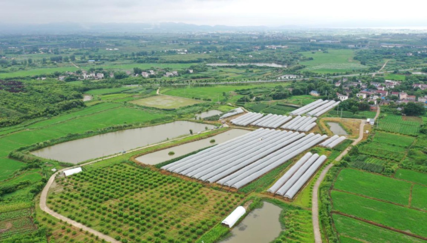 巢湖市中垾镇:早熟葡萄挂满枝 农旅融合引客来