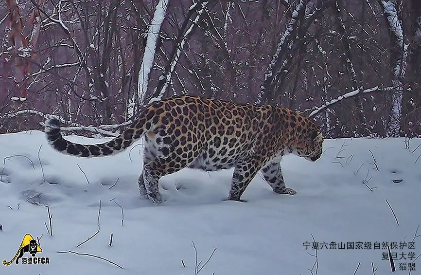 六盘山拍到一只胖豹子这是好事儿么