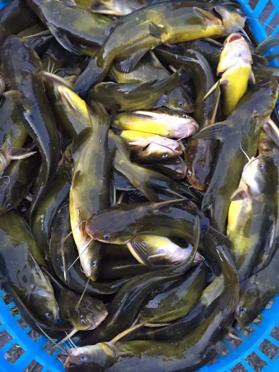 塘主塌定流通商加价抢鱼！生鱼急剧飙升最高涨1.4元！鳜鱼、加州鲈全线回落休闲区蓝鸢梦想 - Www.slyday.coM